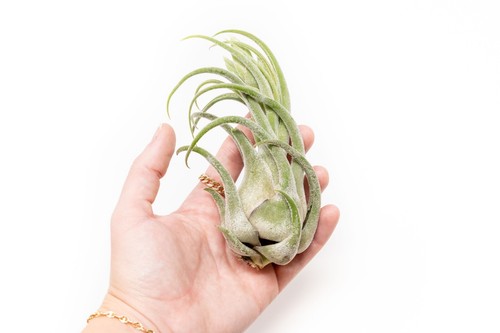 Large tillandsia seleriana - seleriana, air